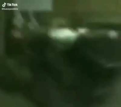 Shark dance