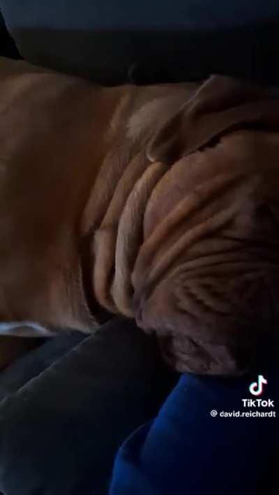 ZZZZZ Ahh wunk
