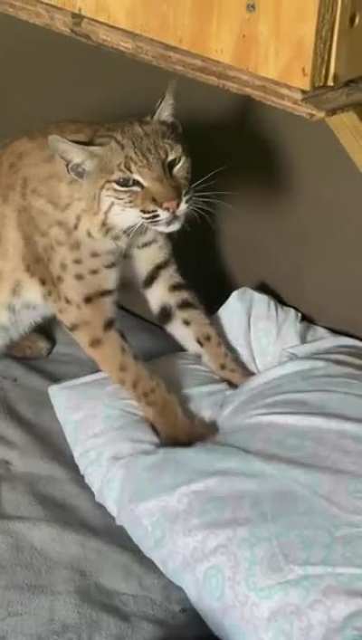 One big kneady cat