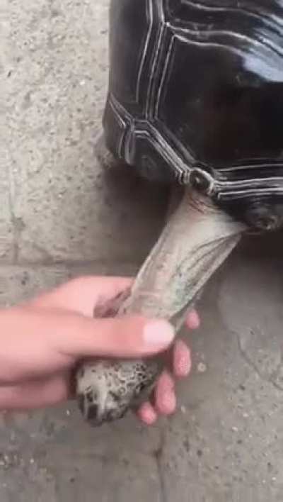 Nasıl kaplumbağa sevilir&hellip; b&ouml;yle değil