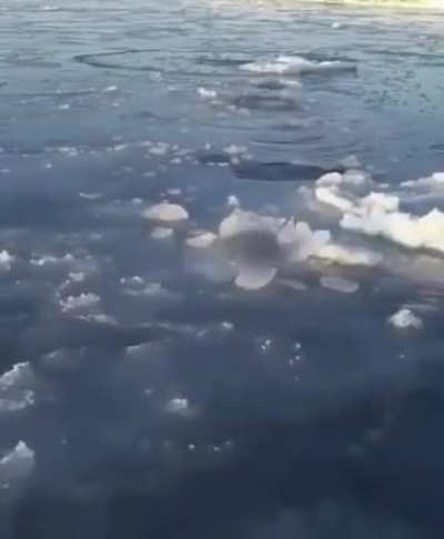 🔥 A mother polar bear breaking ice at different intervals so her cub can stop and breathe.