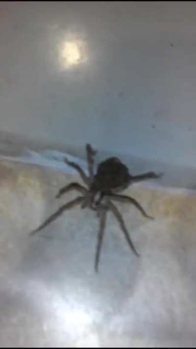Giant wolf spider encounter