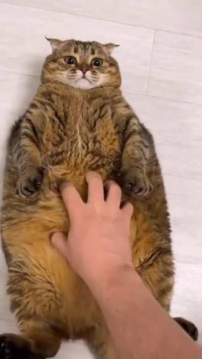 Meow meows