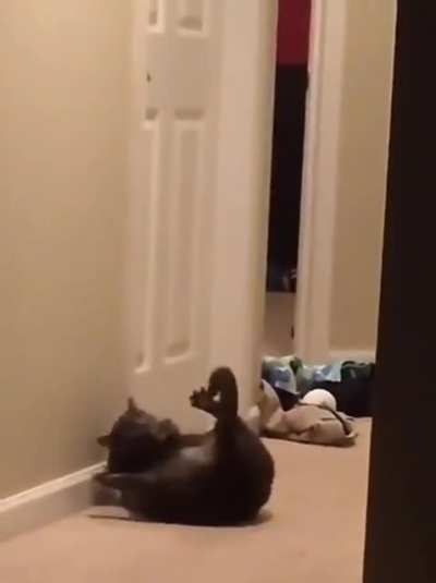Cat 🐈