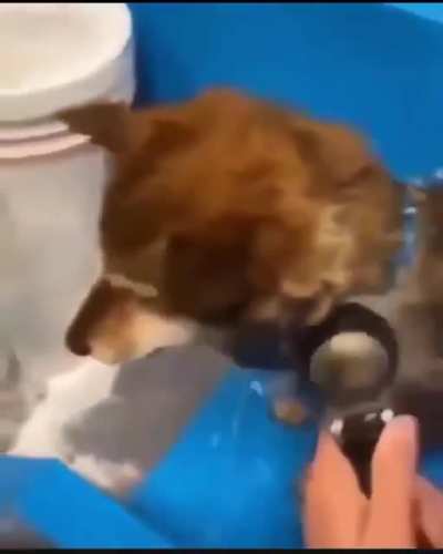 i love dog