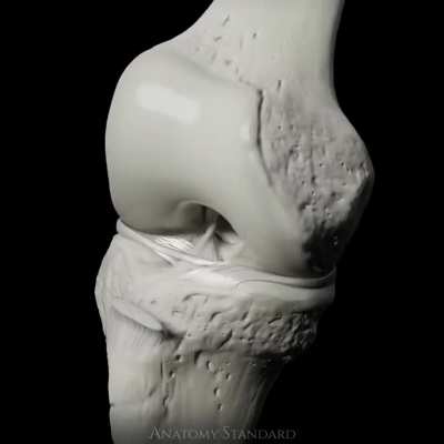 Knee biomechanics