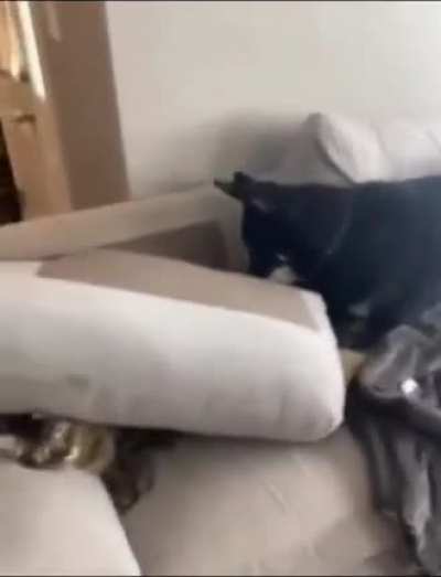 "you see what your mutt did to me?"