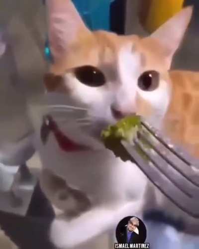 A lady has prepared dinner for her husband, and her husband says that if the cat eats, I will eat too.
