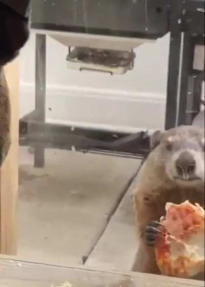The most passive-aggressive woodchuck ever.