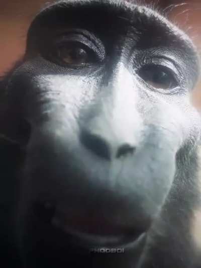 monkey rizz