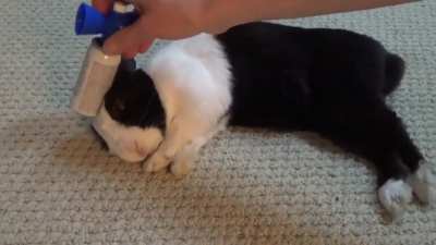 Waking up a sleeping rabbit with an air horn