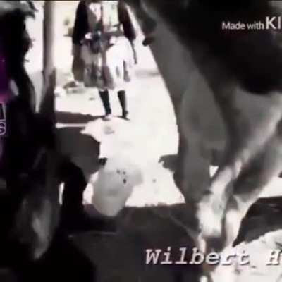 Milking a cow