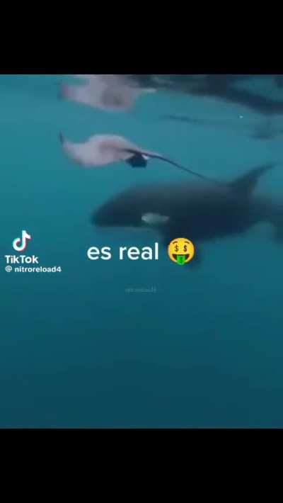 Orcas (re posteado)