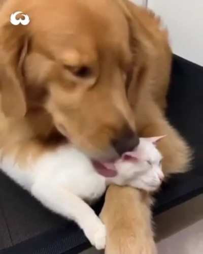 best frens