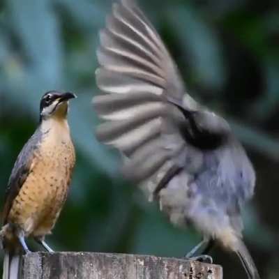 Female Victoria&rsquo;s riflebird unimpressed by mating dance