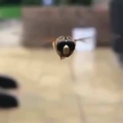 a very curious and friendly bug