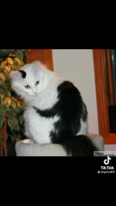 A few of the contestants for feline &ldquo;Valentine&rsquo;s Sweet Heart 2021&rdquo;