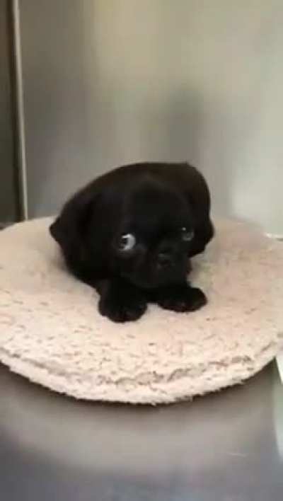 Edgar Early Years