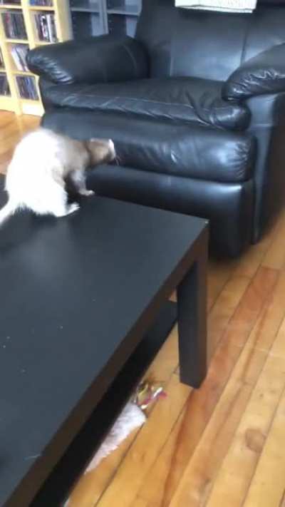 Ferret&rsquo;s: they&rsquo;re basically just tubular cats.