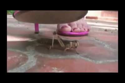 Crush locust
