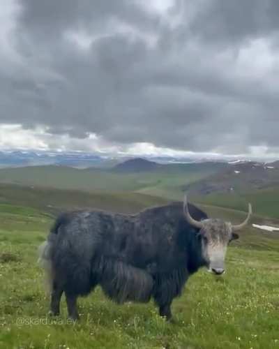 🔥 Drone footage of a Yak in Deosai National Park- Gilgit Baltistan, Pakistan