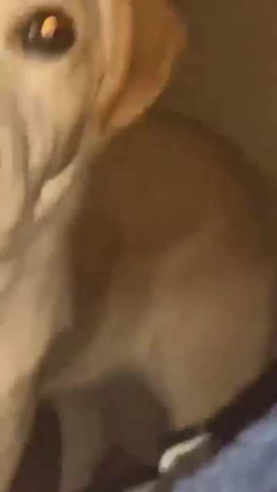 randomscream.mp4