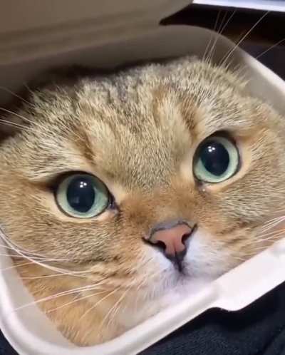 A Catter-Pounder