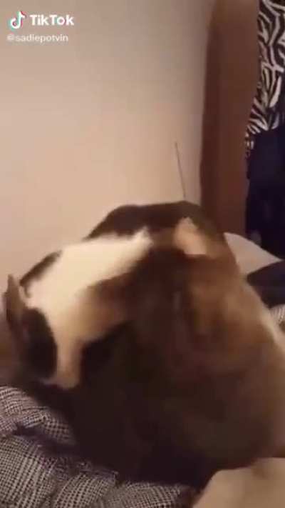 Help Human