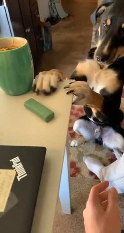 Murphy&rsquo;s real sick of this work from home shit
