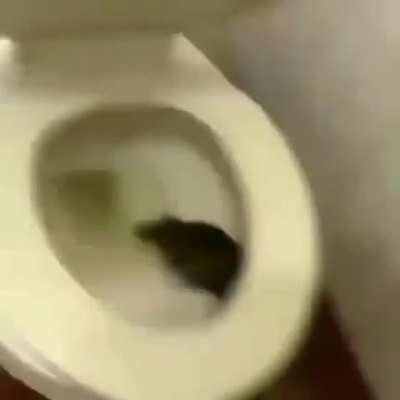 ppPoof