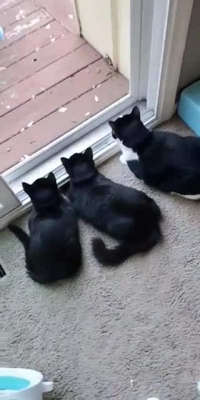 Unison activation sound from my 4 month old kittens Mordecai &amp;amp; Rigby.