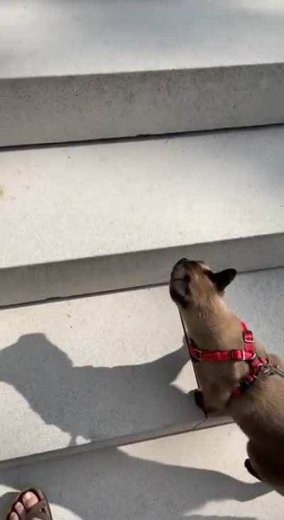 took my cat for a walk. he loved it.