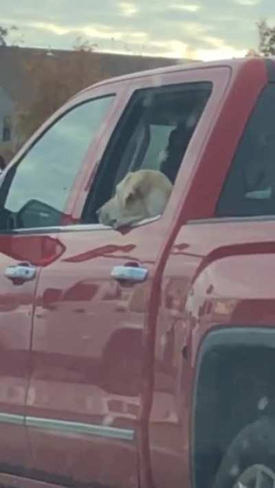 Trying to get a dog to notice me as the light turns green