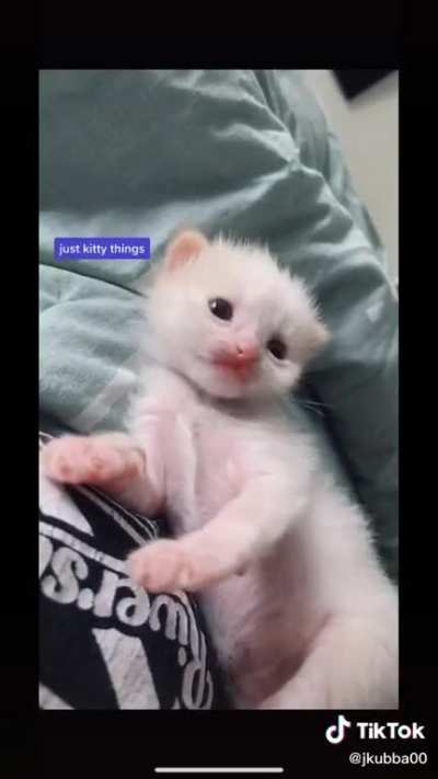 Diary of a foster kitten