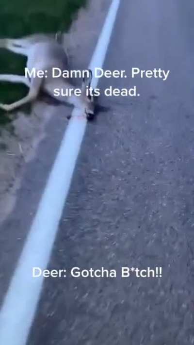 Dead deer