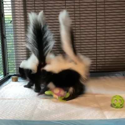 Orphaned baby skunks learning to skunk (with some fancy footwork, stomps, and butt turns) at MoonShine Wildlife Rehabilitation in Texas