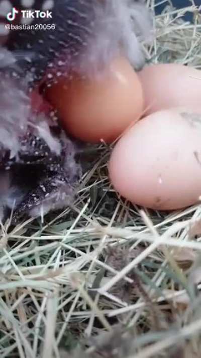 Wait for it