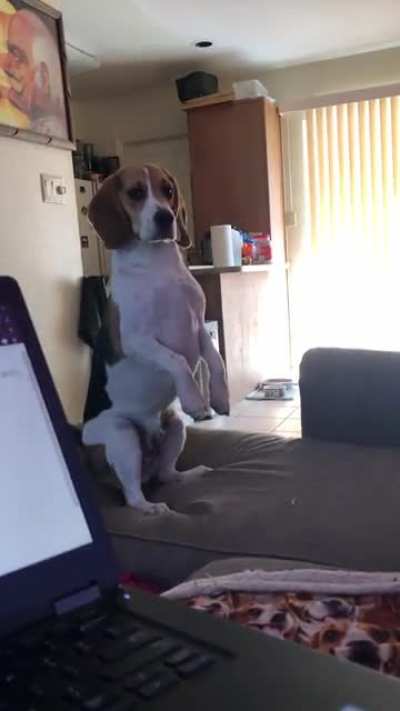 Do beagles normally do this when they&rsquo;re about to get cozy? Lol it&rsquo;s the best.