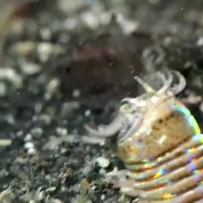 E. aphroditois, commonly known as the Bobbit Worm or Sand Striker; growing as long as 3 m (10 ft). It is an ambush predator, hunting by burrowing its body in the ocean floor and waiting until its antennae detect prey, striking with its sharp mandibles.