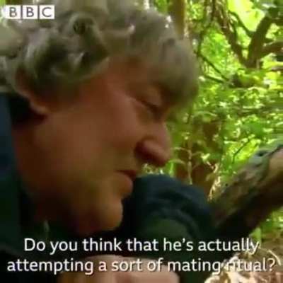 "You are being shagged by a rare parrot"