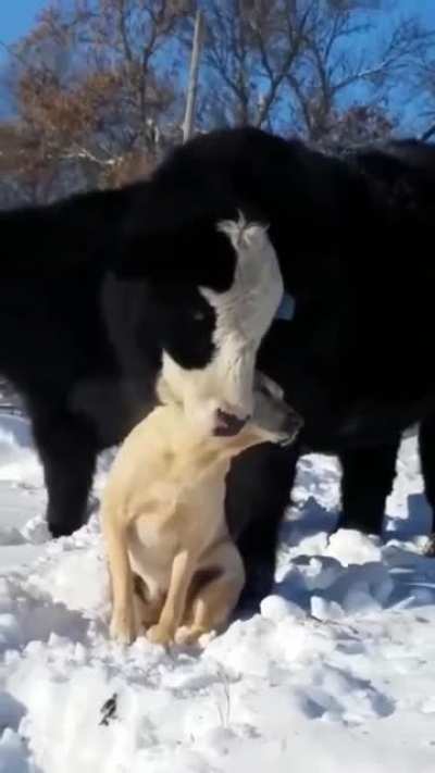 "Good doggo... You are my fren"
