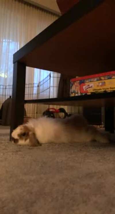 My boyfriend plays drums in the (soundproofed) room below , sully loves the vibrations &amp;amp; is often sound fully flopped right here 😍
