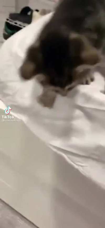 Do kittens count?