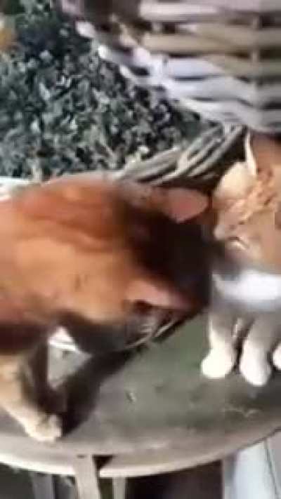 Right in the Kisser