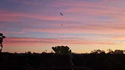 Sunrise and the murder coming out for the day