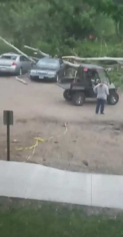 my landlord cutting down a tree in June
