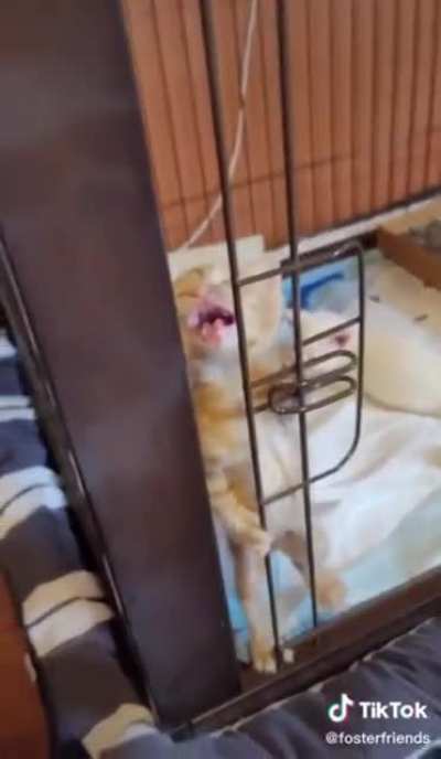 Captive cat
