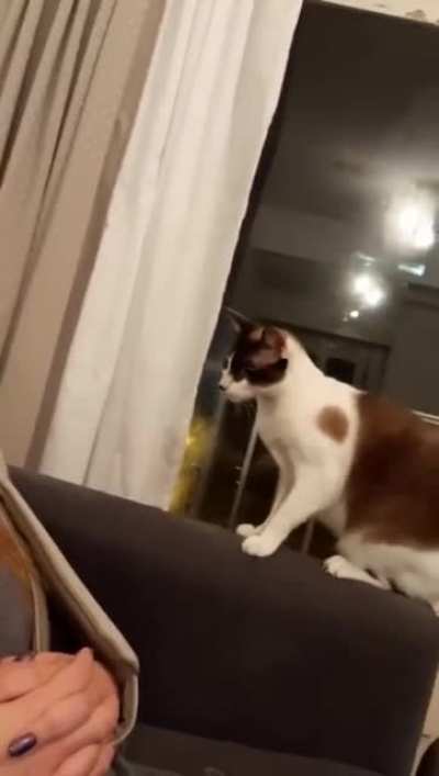 Boop