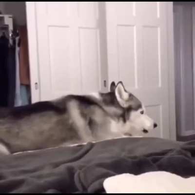 Boi, why are you screaming?