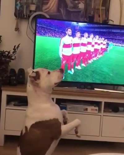 Least nationalist dog in Turkey.